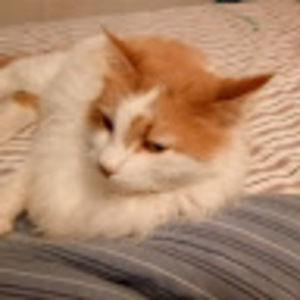 Meet your Posher, Carey